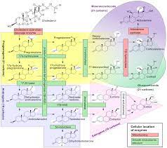 5a Reductase Wikipedia