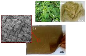 Image result for Boehmeria nivea