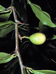 Image result for Ximenia americana