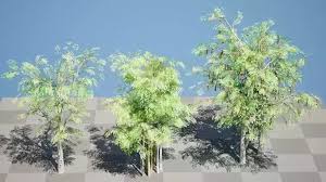 Image result for Acacia brevispica