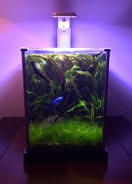 The size you choose could kill your fish. My Planted Fluval Spec Iii Cyrus The Betta Bettafish