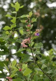 Image result for Karomia tettensis