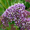 Tyeerdec artificial flowers 6 bundles lavender bouquet for wedding home office hantajanss 12 pcs baby breath gypsophila artificial flowers bouquets fake real touch flowers for wedding party decoration diy home. 1