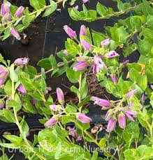 Image result for Polygala gazensis