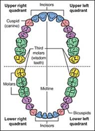 Adult Teeth Professional Dental Terminology For The Dental