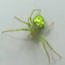 The sector spider, which eats small insects, is found all over britain all year around, often on window frames and inside homes. Bright Green Spider Araneus Cingulatus Bugguide Net