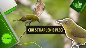 Ciri Setiap Jenis Pleci Youtube