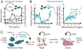 Coral reefs are important for many different reasons aside from supposedly containing the most diverse ecosystems on the planet. Fast Behavioral Feedbacks Make Ecosystems Sensitive To Pace And Not Just Magnitude Of Anthropogenic Environmental Change Pnas