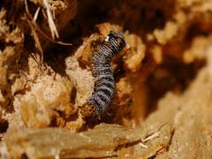 Caterpillars Of Ontario Inaturalist