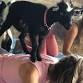 Goat Yoga at Lucky Dog Farm - Wentzville, MO event image