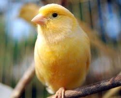 Uk Birds With Yellow Feathers Canary Pet Birds Birds Canary Birds