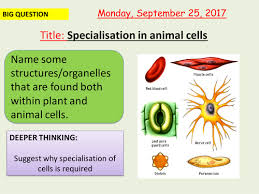 Home feed edit account about us my products tes for schools work for tes log out. Aqa New Specification Specialisation In Animal Cells B1 4 Teaching Resources