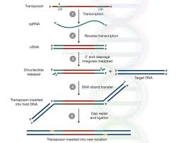 Replicative Transposition Of Retrotransposons Complementary Dna Dna Dna Repair