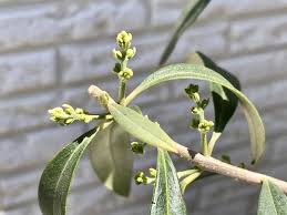 オリーブの剪定 時期別の方法は どんな樹形をつくるといい Greensnap グリーンスナップ