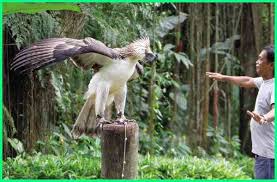 Cara memaster burung kicauan menggunakan mp3 dan burung langsung. Burung Elang Terbesar Di Dunia Lengkap Semua Jenis Dunia Fauna Hewan Binatang Tumbuhan
