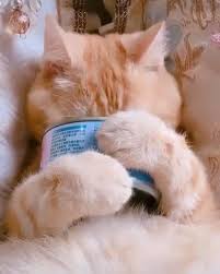 This Adorable Cat Eating Cat Food Aww In 2020 Funny Animal Videos Cute Animal Videos Cute Funny Animals