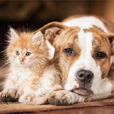 Banfield pet hospital has updated their hours and services. Home Veterinarian In La Jolla Ca Pet Health Center Of La Jolla Pet Health Center Of La Jolla Veterinarian In La Jolla Ca Us