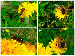 Image result for Dissotis pulchra