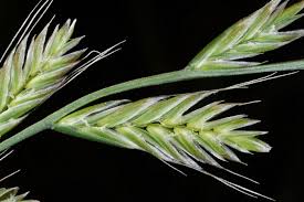 Image result for Lolium