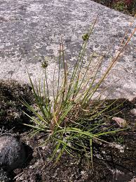 Image result for Carex cognata