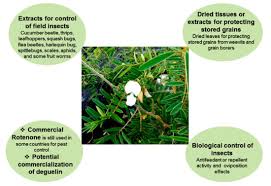 Image result for Tephrosia aequilata