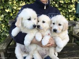 Golden retriever puppies make excellent family pets and we have a wide selection of puppies for you. Kc Registered Chunky Golden Retriever Puppies Alcester Warwickshire Nomtimes Uk