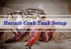 Hermit crab cage decorations for rooms. Hermit Crab Tank Setup Shrimp And Snail Breeder