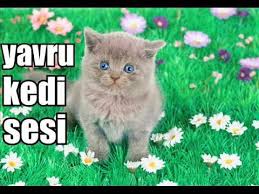 Korkunc Kurt Sesi Kurt Ulumasi Ozel Kayit Hd Youtube