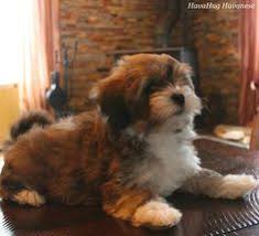 Different shades of green are also acceptable. 18 Havanese Puppies For Sale Ideas Havanese Puppies Havanese Puppies For Sale Havanese