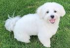 Difference Between Maltese & Bichon Dogs - Pets
