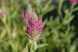 Image result for Trifolium wentzelianum