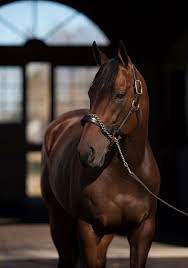 American Pharoah To Shuttle To Australia Bloodhorse