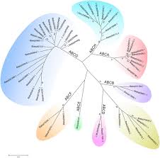 We report potential exposures at any uc davis work site, which includes buildings, stores, facilities, agricultural fields and other locations. Genome Wide Analysis Of Atp Binding Cassette Abc Transporters In The Sweetpotato Whitefly Bemisia Tabaci Springerlink