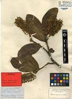 Image result for Faurea