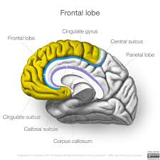 Image result for Frontal Lobe