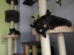 Wenn eine schwarze Katze deinen Weg kreuzt, bedeutet das folgendes: Das  Tier geht irgendwo hin. 🐈 ➖➖➖➖➖➖➖➖➖ Schwarze Katzen bringen Unglück? Von  wegen! In Japan gelten sie sogar als echte Glücksbringer. Wir