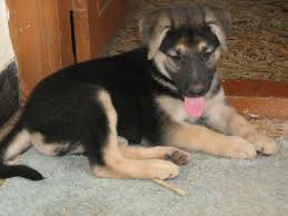 Pick a reputable german shepherd breeder so you'll get a healthy pup with a good temperament. Will My German Shepherd Mix Have Floppy Ears