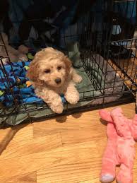 Say hello to these very cuddly and adorable cockapoo puppies! Cockapoo Puppies For Sale Flemington Nj 322774
