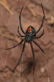 Flies, cockroaches, crickets and beetles are among her favorite diets. Clusterpod Redback Flinders Ranges National Park South Australia Å§Æ¶Æž Spider Spider Pictures Arachnids
