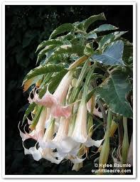 Pin On Brugmansia
