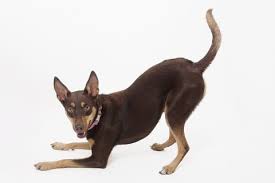 Kelpie Dog Breed Information Pawshake Blog