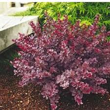 Pin By Robin Kolarik On Outdoor Ideas Front Yard Landscaping Landscape Design Garden Shrubs
