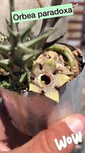 Image result for Orbea paradoxa