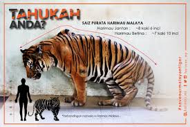 5 fakta unik malaysia, nomor 5 belum ada yang menandinginya di dunia. 10 Fakta Menarik Tentang Harimau Malaya Harimau My