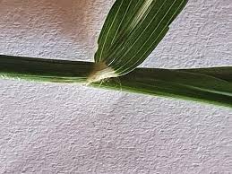 Image result for Sporobolus agrostoides