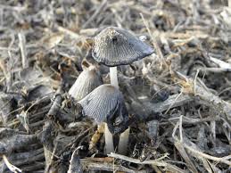 Image result for Coprinus lagopus