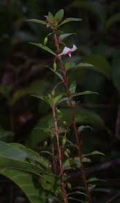 Image result for Sauvagesia erecta