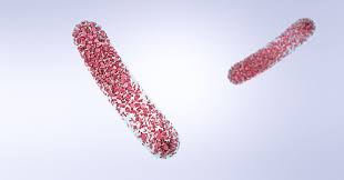 Image result for Urinary Cast