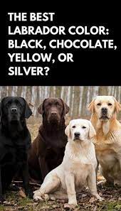 The Best Labrador Color Black Chocolate Yellow Or Silver Labrador Labrador Breed Black Labrador Puppy