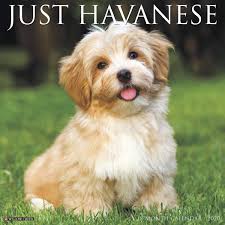 Check spelling or type a new query. Just Havanese 2020 Wall Calendar Willow Creek Press 0709786050864 Amazon Com Books